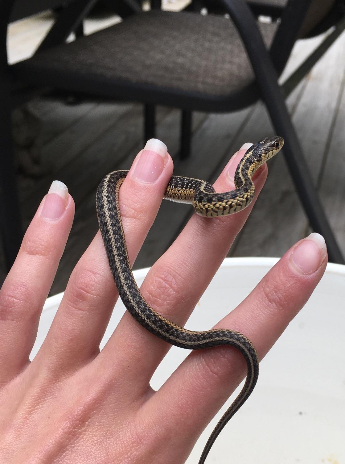 Nail bed growth before and after doing my own nails.jpg